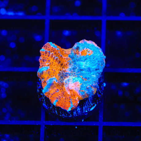 TSA Cosmic Rain Chalice Coral