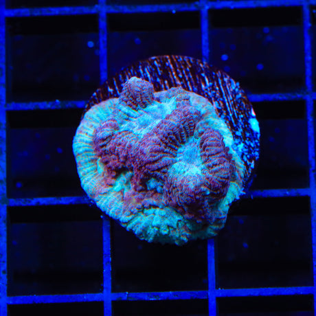 Kedds Reds Zoanthids Coral