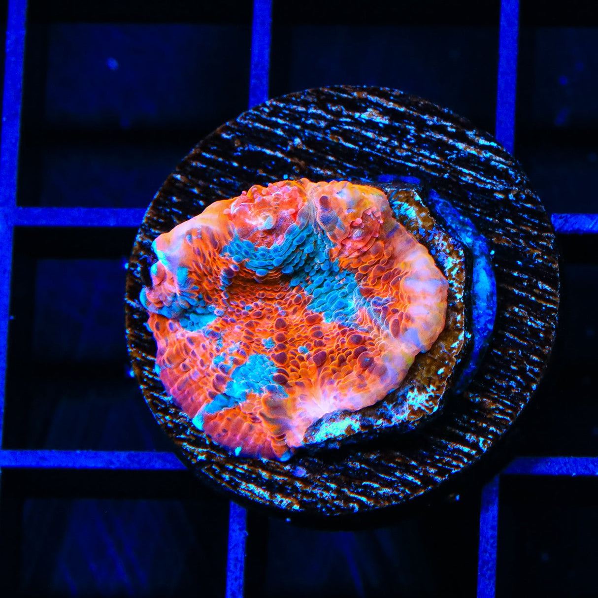 Space Ray Chalice Coral