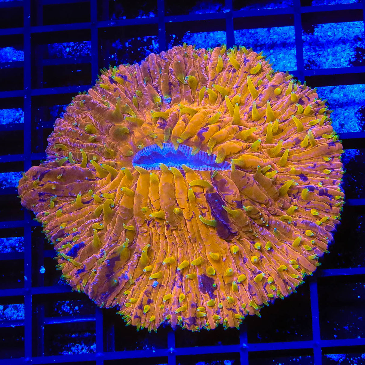 Orange Splatter Plate Coral - Top Shelf Aquatics