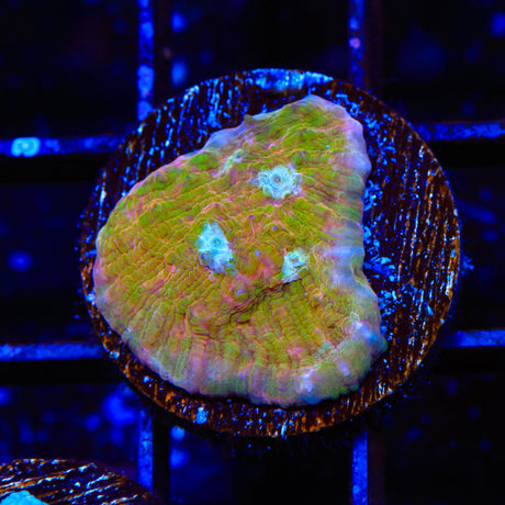 TSA Sugar Cookie Chalice Coral