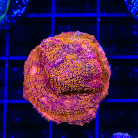 TSA Slow Burn Chalice Coral