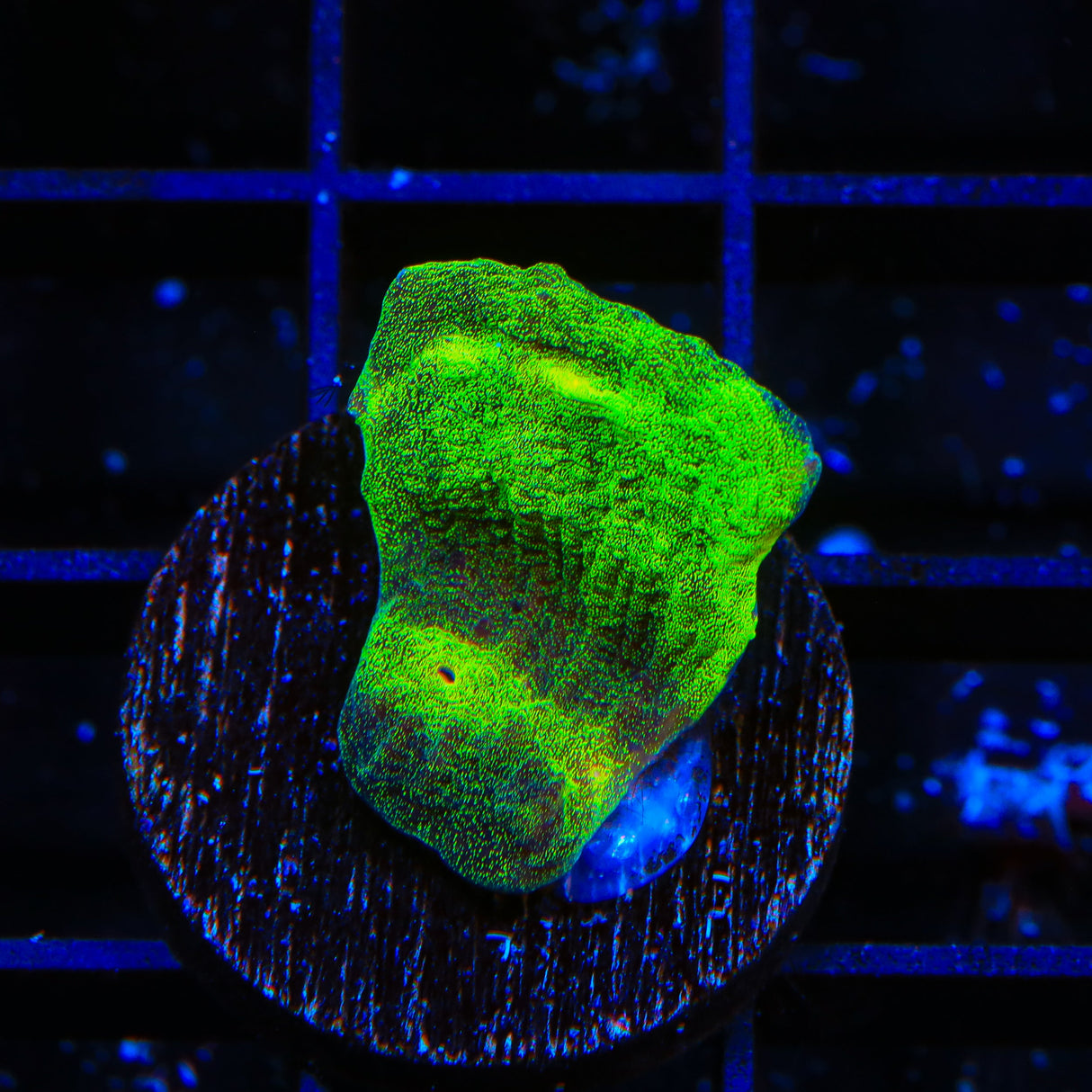 TSA Alien Chalice Coral