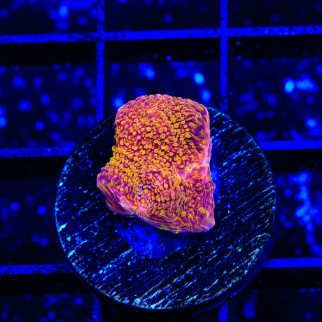 TSA Slow Burn Chalice Coral