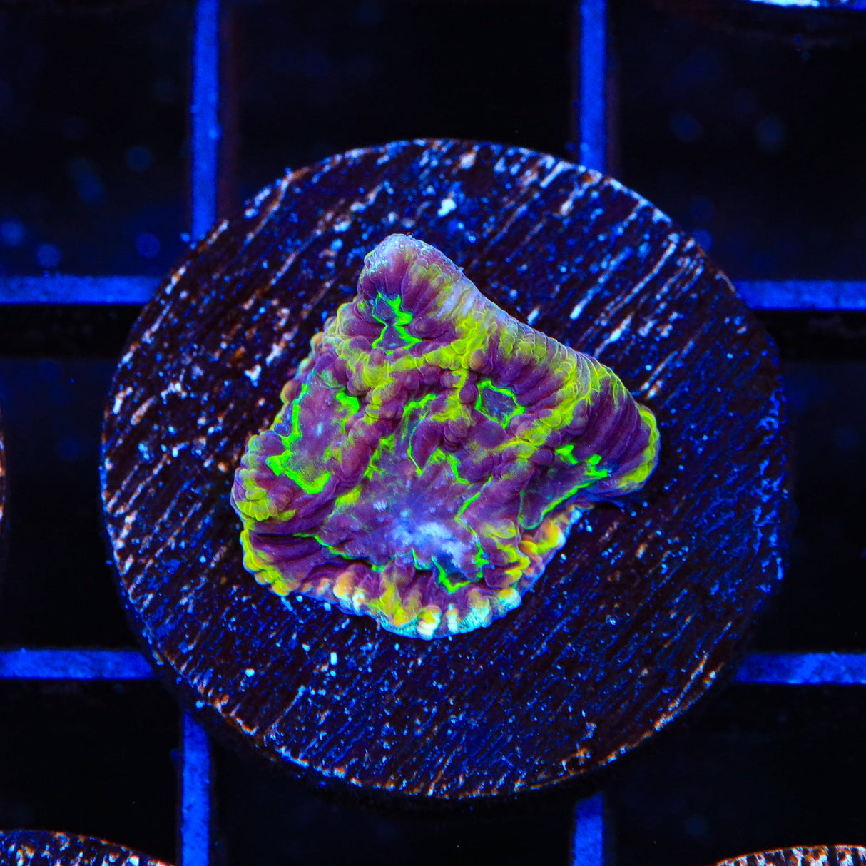 TSA Texas Tornado Favia Coral