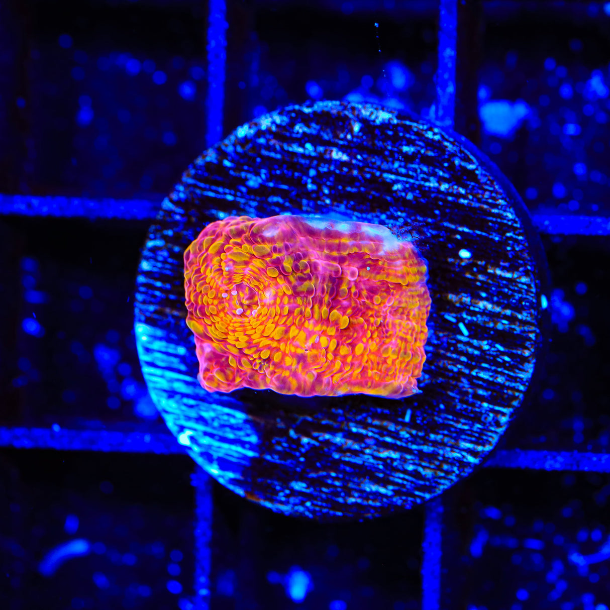 Neon Rain Chalice Coral