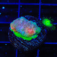 TSA Seadweller Chalice Coral