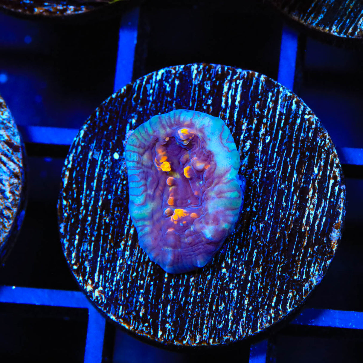TSA Goldschlager Chalice Coral - Top Shelf Aquatics