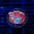 TSA Summer Rainbow Chalice Coral
