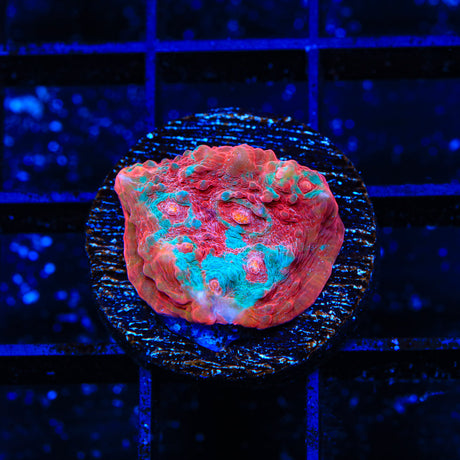 TSA Summer Rainbow Chalice Coral