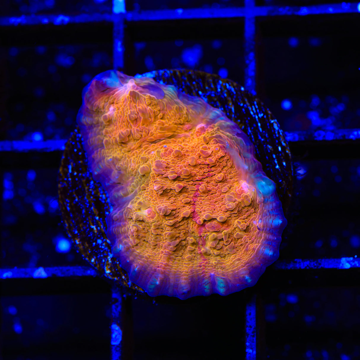 TSA Orange Salsa Chalice Coral