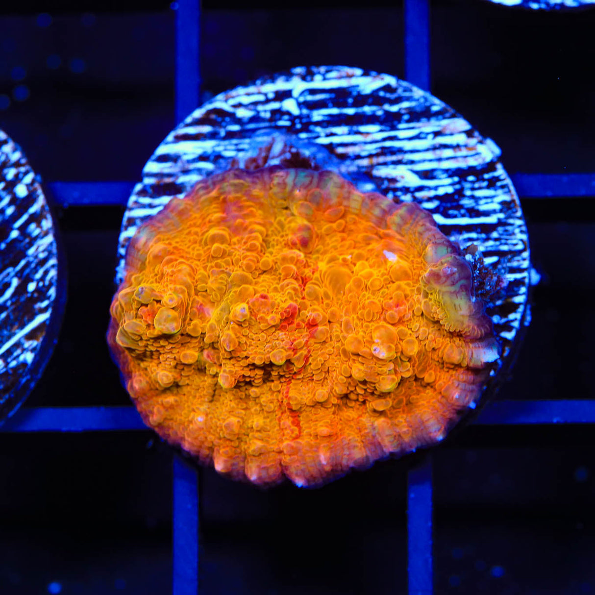 TSA Jawbreaker Chalice Coral - Top Shelf Aquatics