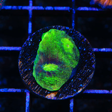 TSA Alien Chalice Coral