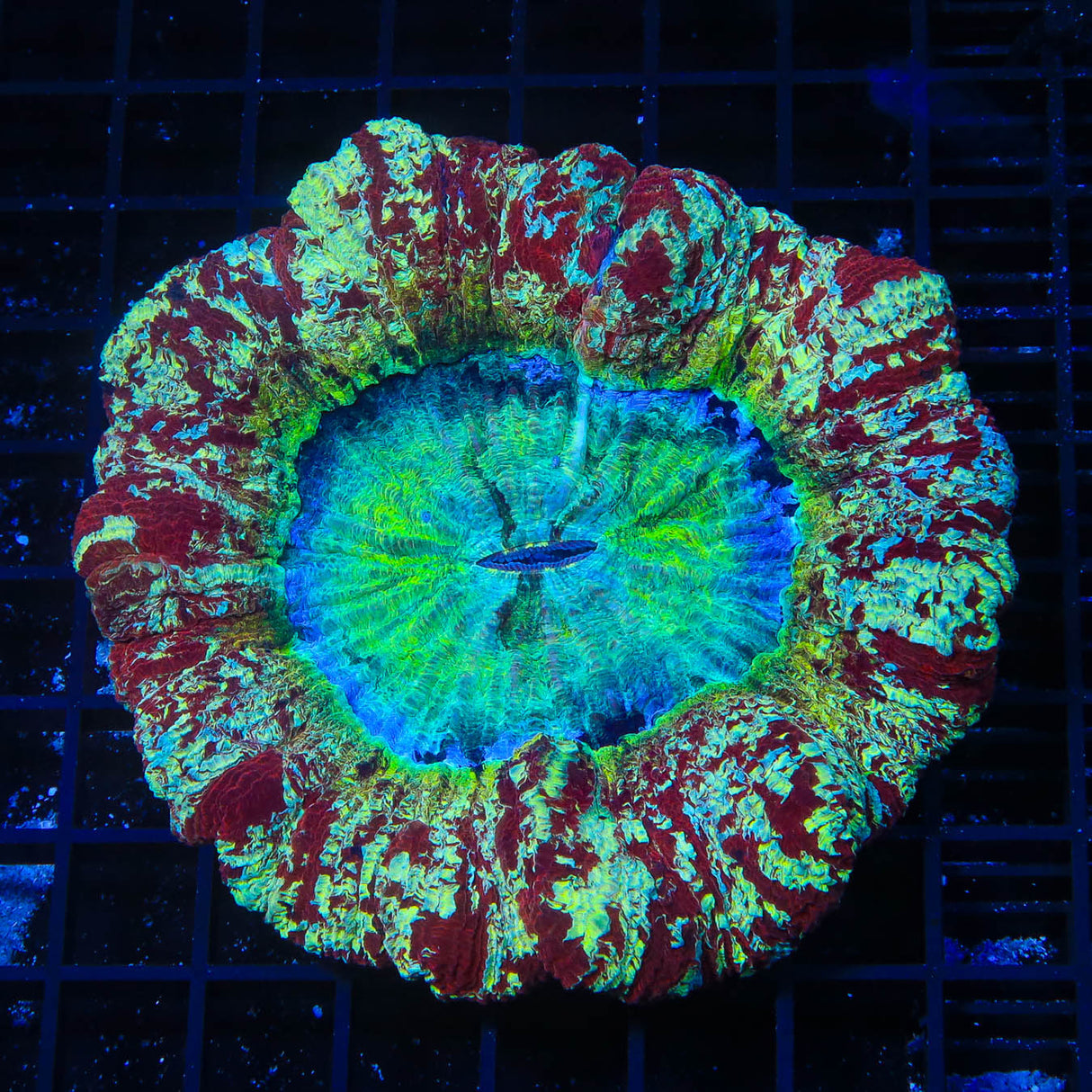 Rainbow Trachyphyllia Coral - Top Shelf Aquatics