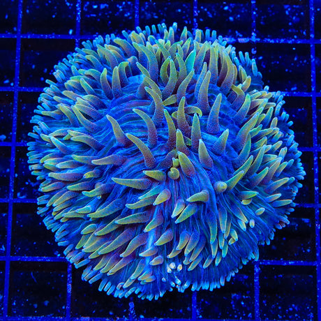 Ultra Fungia Plate Coral