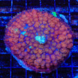 Red Death Mushroom Coral