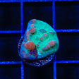 WWC Cosmic Candy Bounce Grafted Chalice Coral