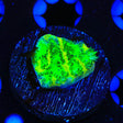 TSA Lemon Lime Hydnophora Coral