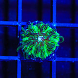 TSA Funky Fungia Plate Coral - Top Shelf Aquatics