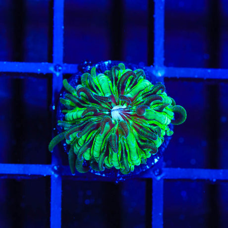 TSA Funky Fungia Plate Coral - (Almost WYSIWYG) - Top Shelf Aquatics 