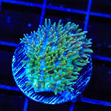 TSA Iceman Hydnophora Coral