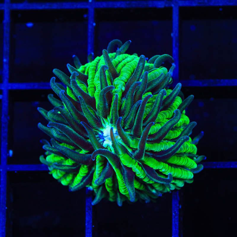 TSA Funky Fungia Plate Coral