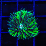 TSA Funky Fungia Plate Coral