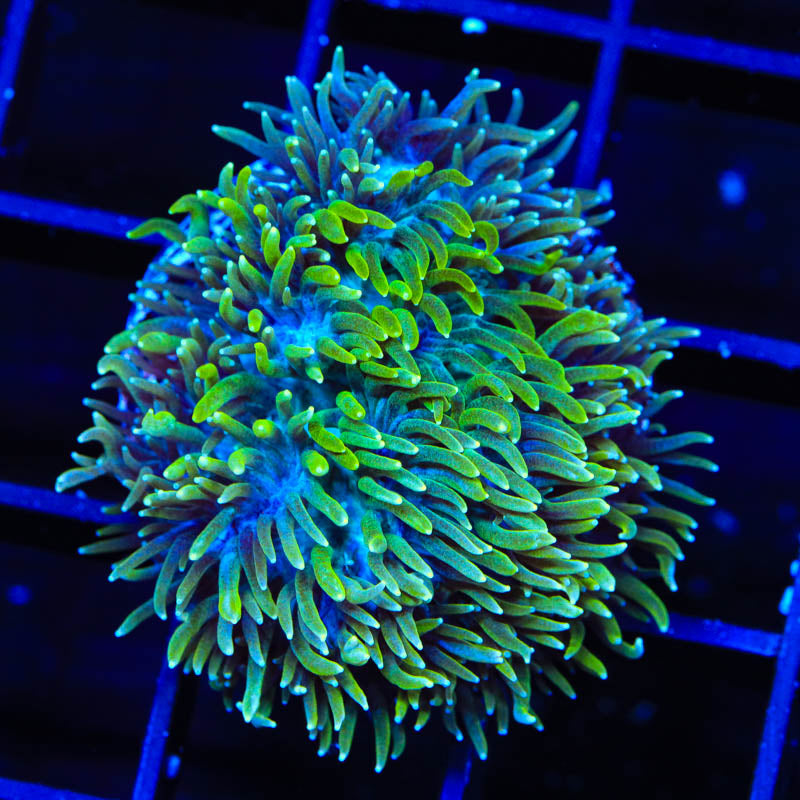 TSA Iceman Hydnophora Coral