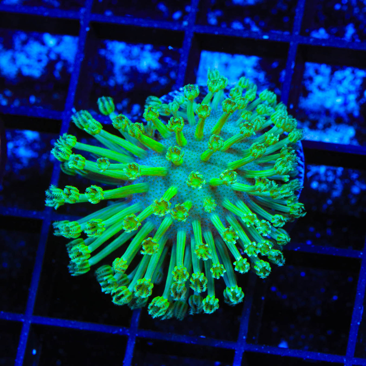 Green Long Polyp Toadstool Coral