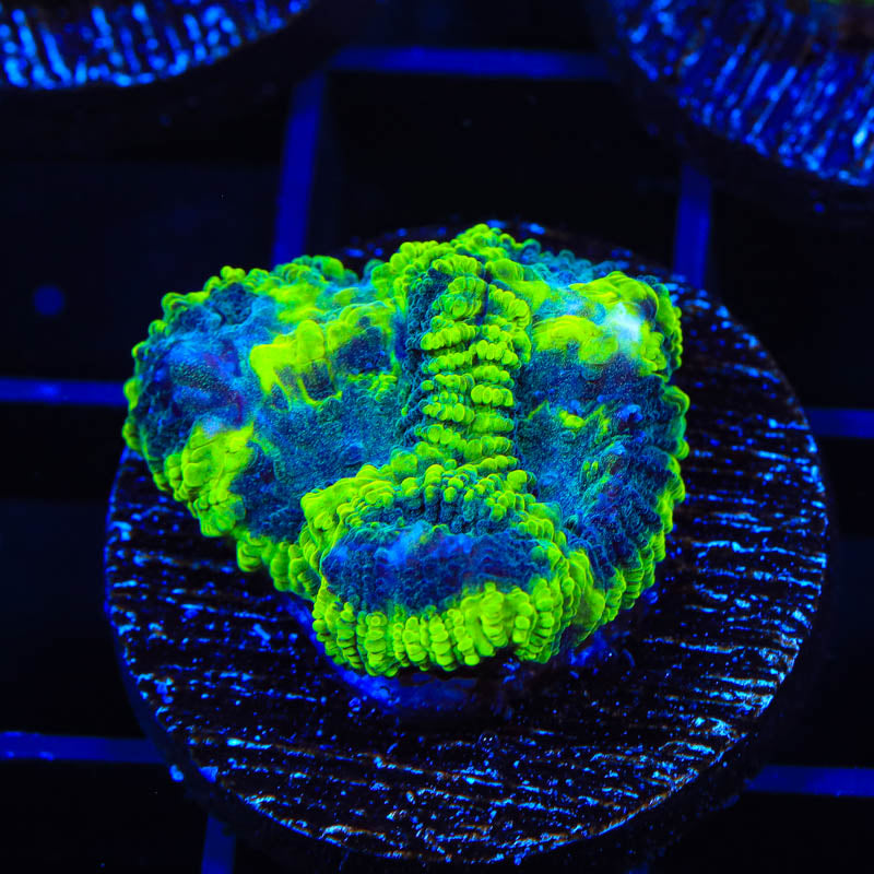 TSA Neon Swamp Favia Coral