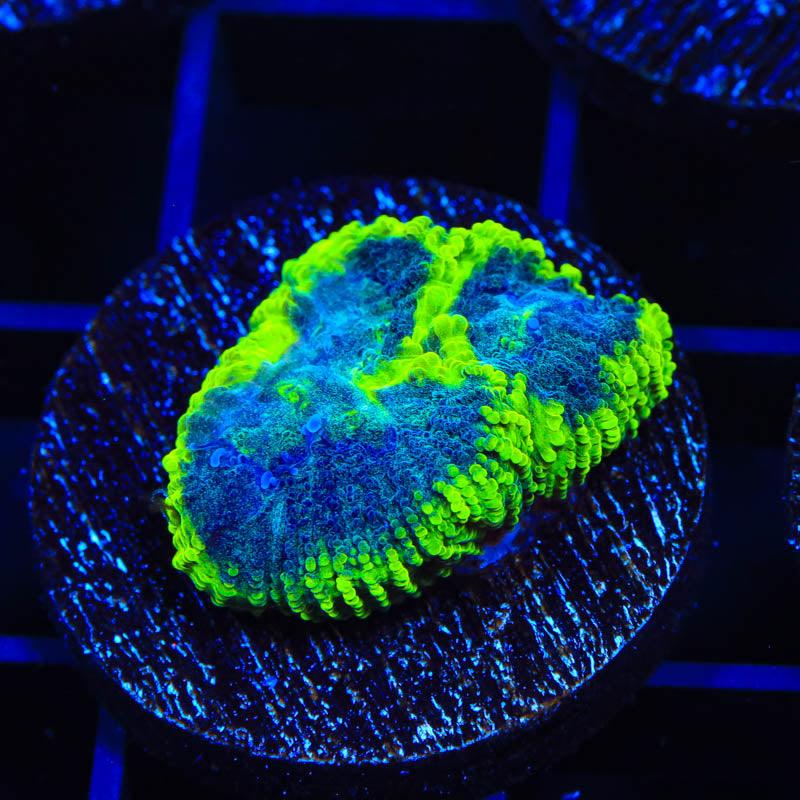 TSA Neon Swamp Favia Coral