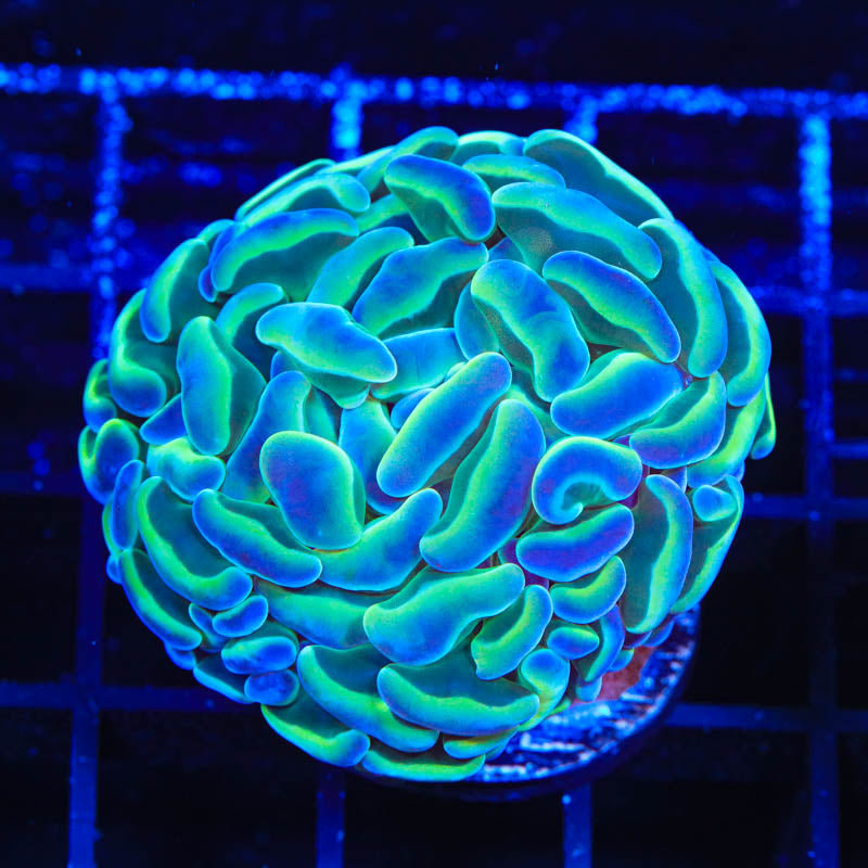 Hologram Hammer Coral