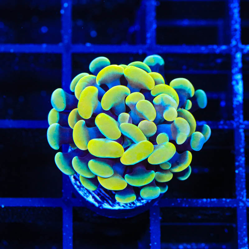 Electro Hammer Coral