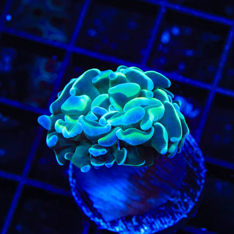 TSA Hologram Hammer Coral