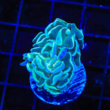 TSA Hologram Hammer Coral