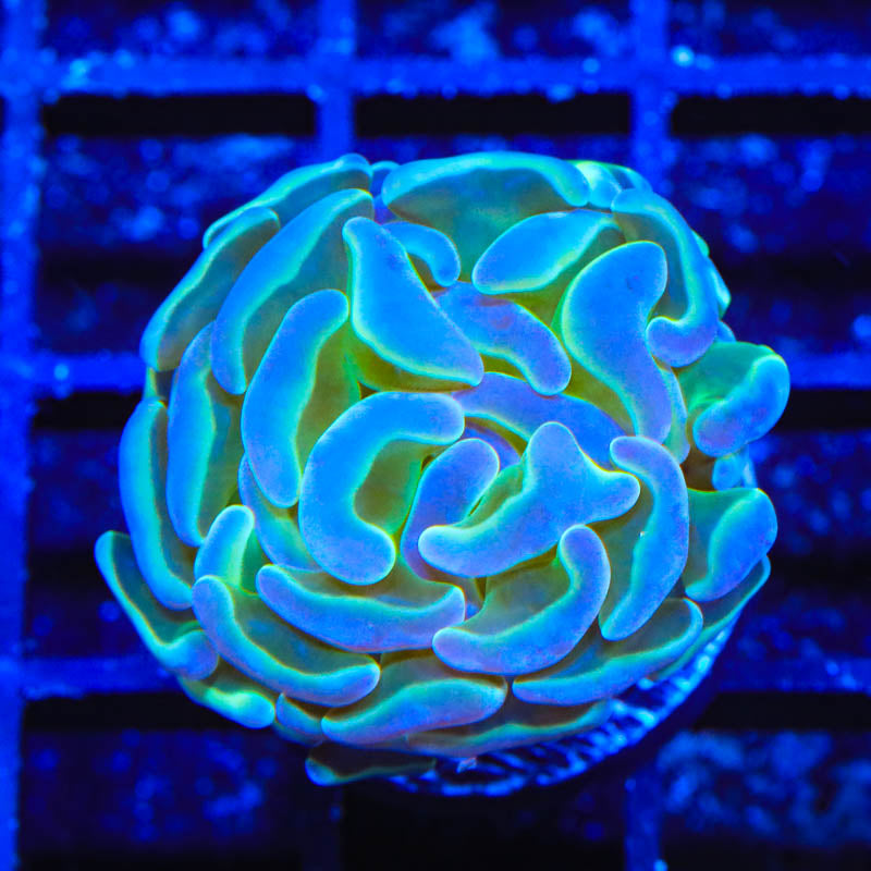 Hologram Hammer Coral - Top Shelf Aquatics