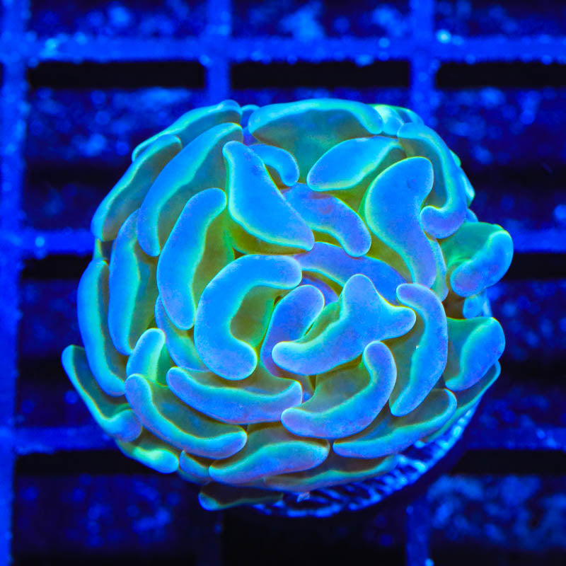 Hologram Hammer Coral - BYR