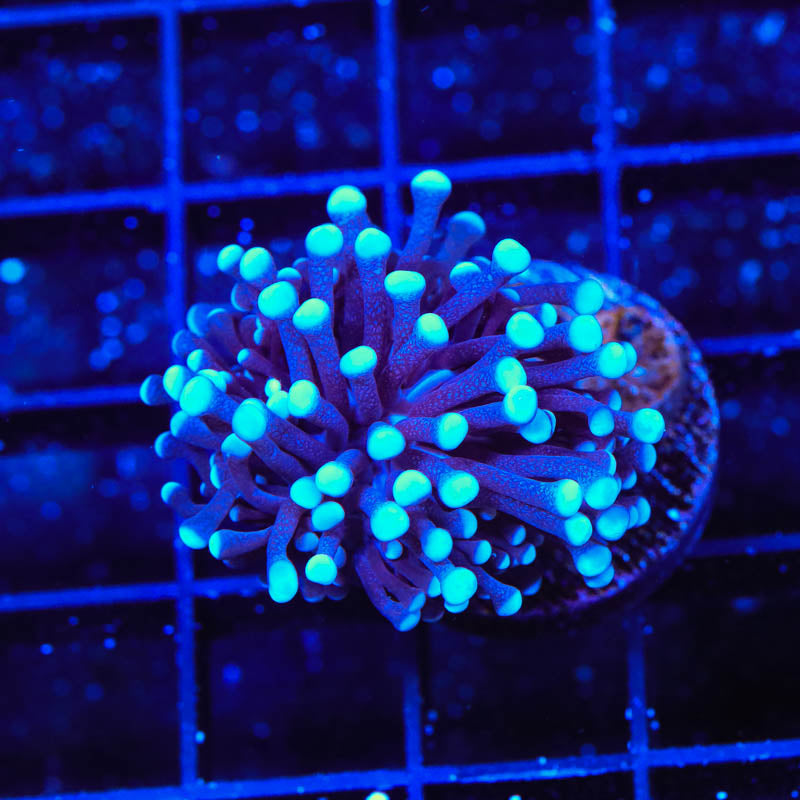 TSA Blue Torch Coral