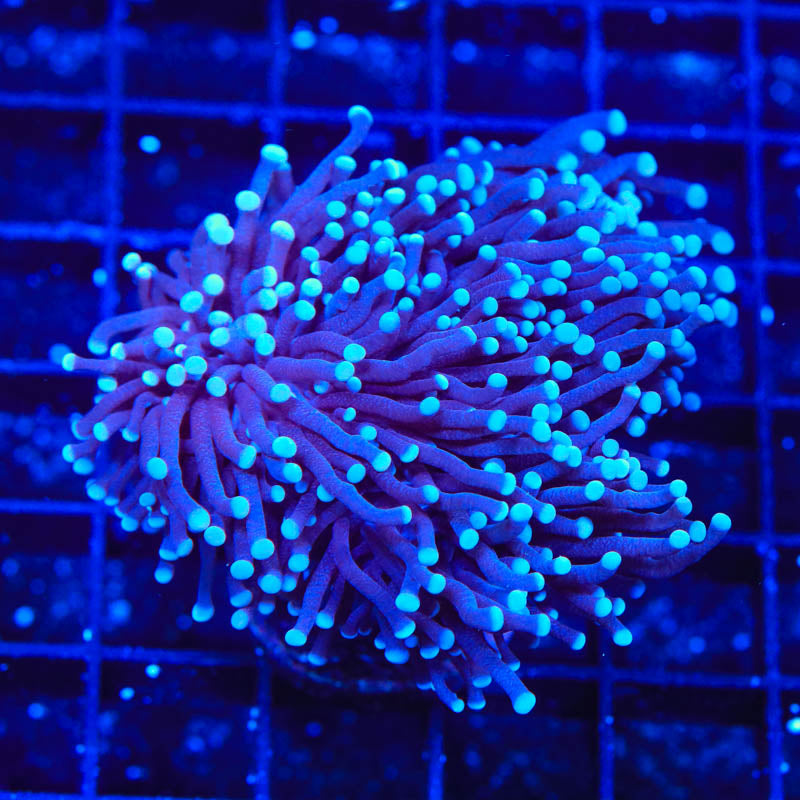 TSA Blue Torch XL Coral