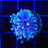 TSA Blue Torch Coral - Top Shelf Aquatics