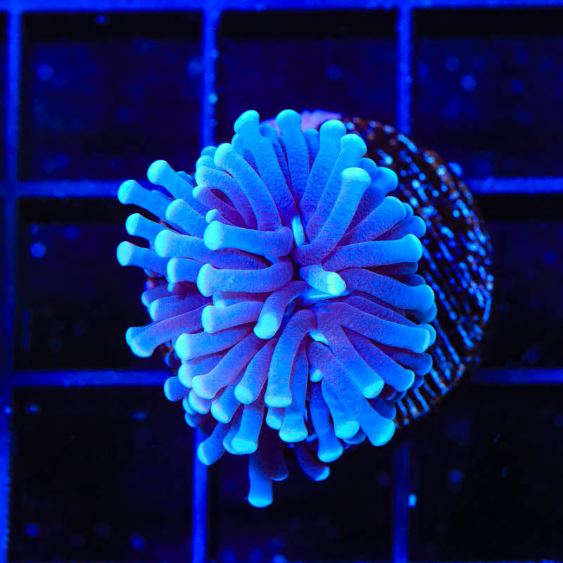 Blue Tip Torch Coral