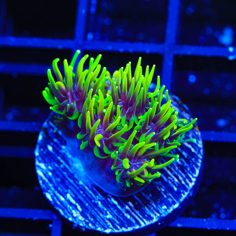 TSA Super Sonic Galaxea Coral - Top Shelf Aquatics