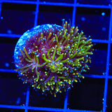 TSA Seaside Galaxea Coral - Top Shelf Aquatics