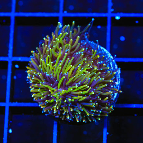 TSA Seaside Galaxea Coral