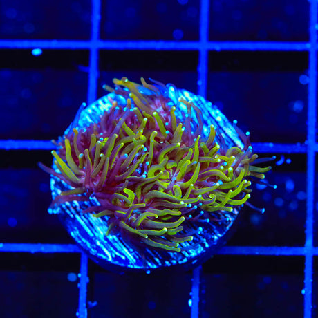 TSA Seaside Galaxea Coral - Top Shelf Aquatics