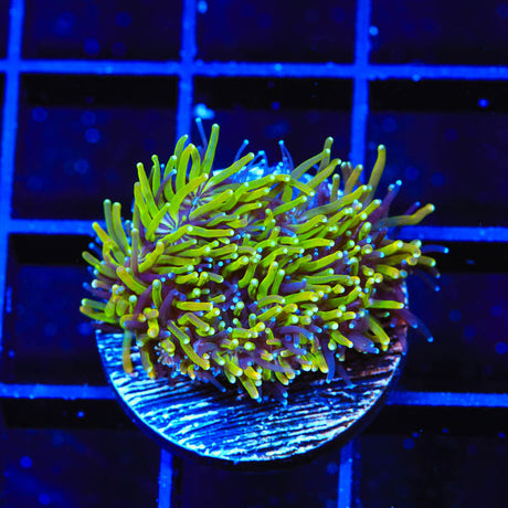 TSA Seaside Galaxea Coral - (Almost WYSIWYG) - Top Shelf Aquatics 
