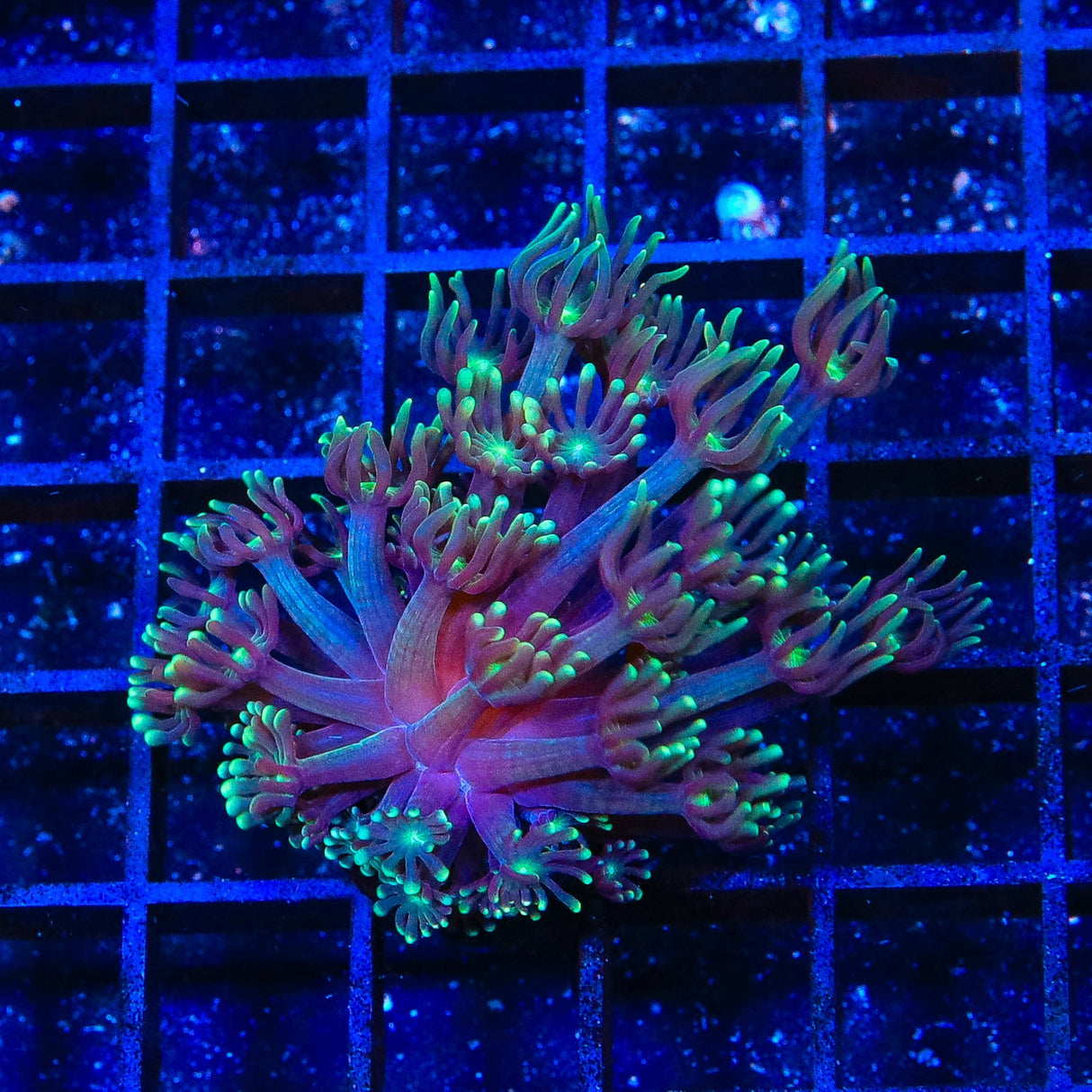 TSA Dreamers Delight Alveopora Coral