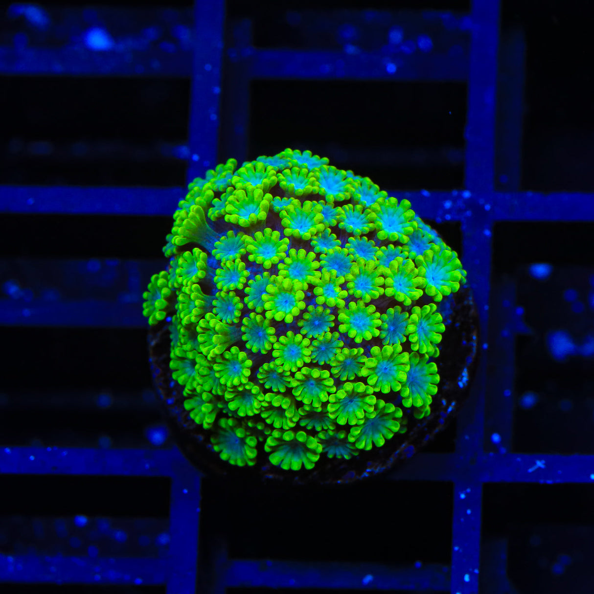 Spearmint Alveopora Coral