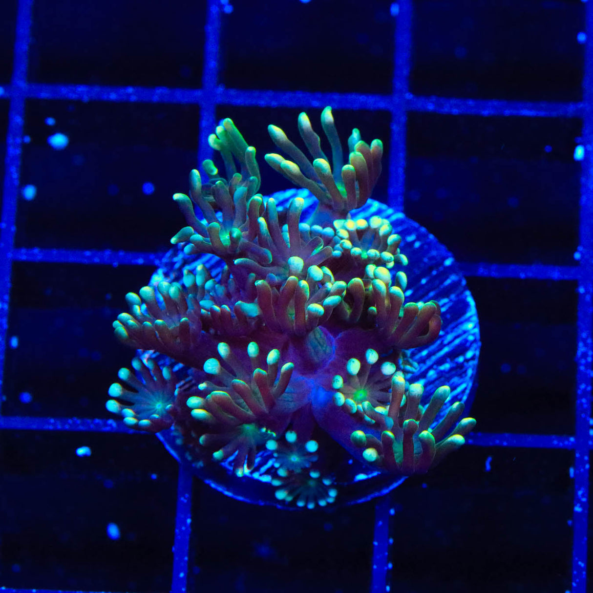 TSA Super Storm Alveopora Coral