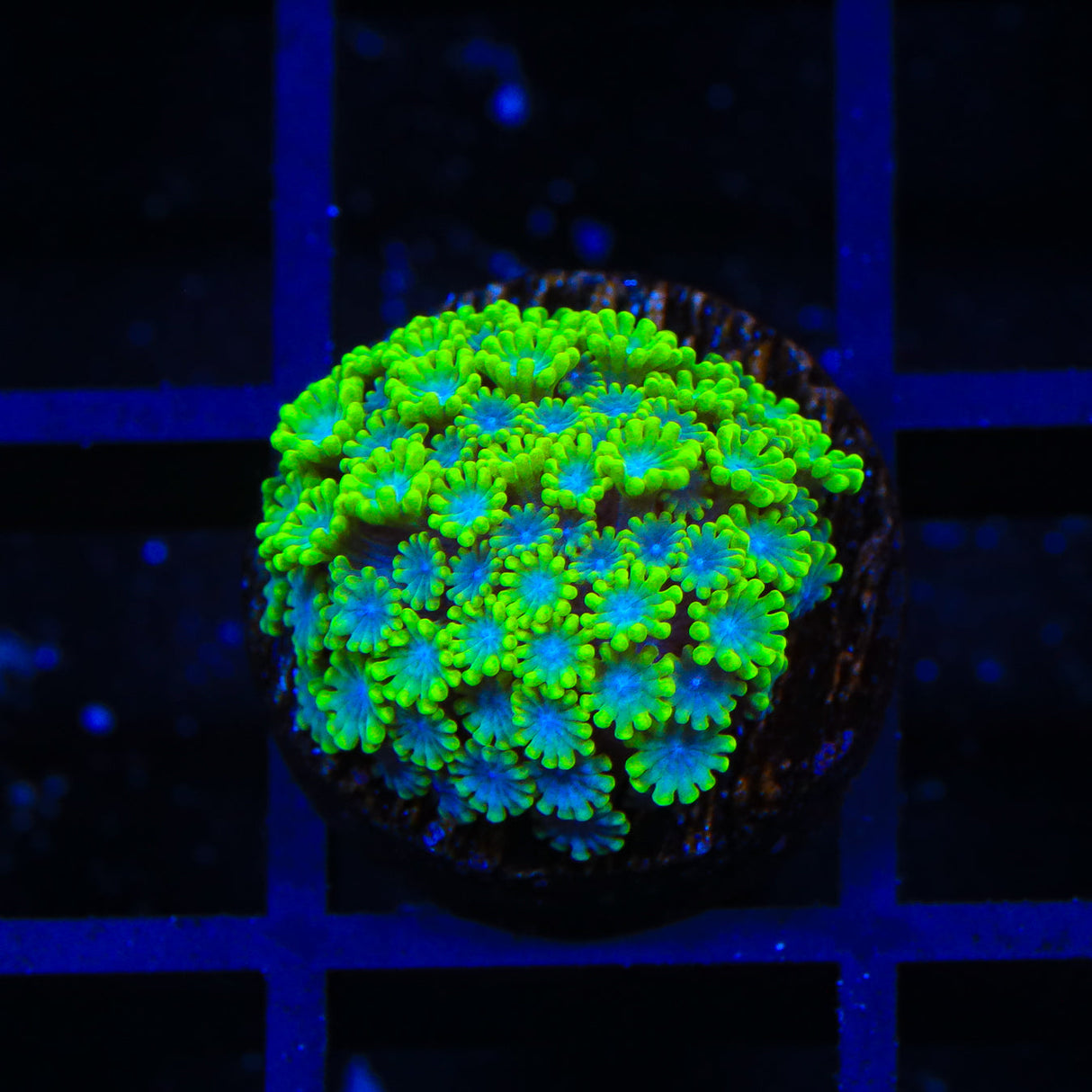 Spearmint Alveopora Coral